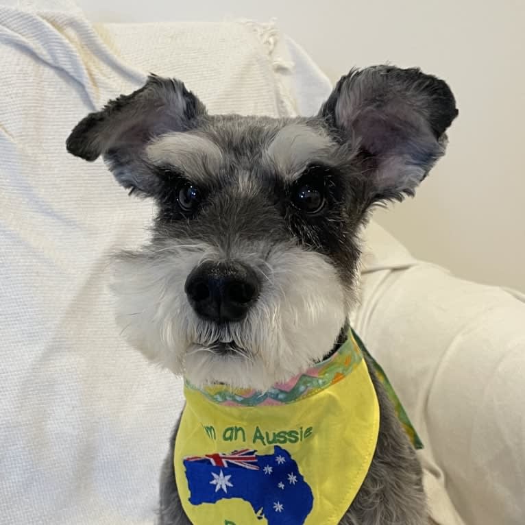 Dickson, a Miniature Schnauzer tested with EmbarkVet.com