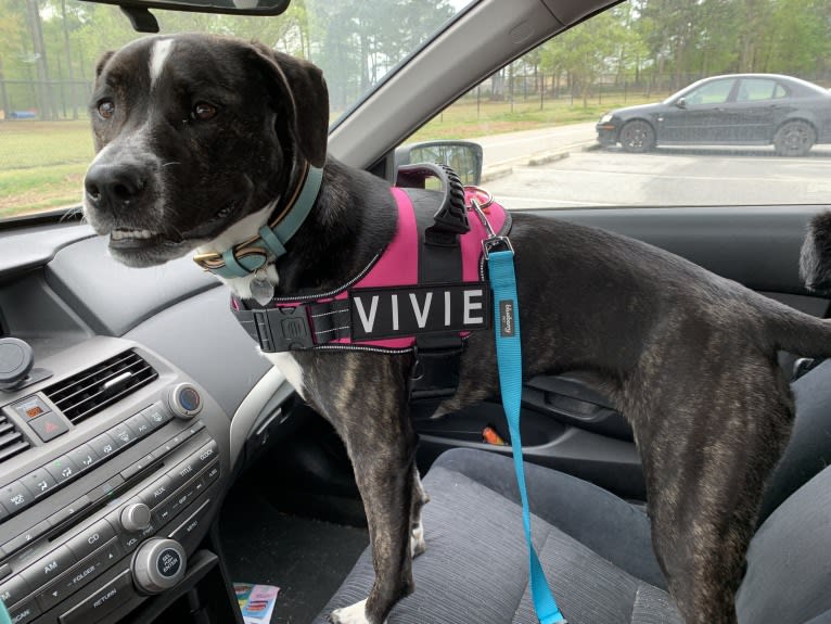 Vivie, an American Pit Bull Terrier and Labrador Retriever mix tested with EmbarkVet.com