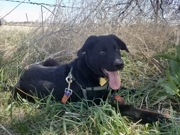 Kodiak, a German Shepherd Dog and Great Pyrenees mix tested with EmbarkVet.com