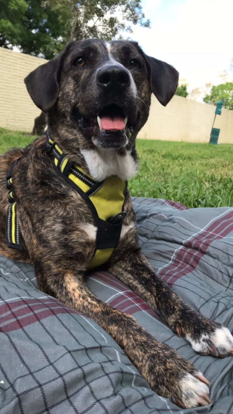 Akira, a Labrador Retriever and Australian Cattle Dog mix tested with EmbarkVet.com