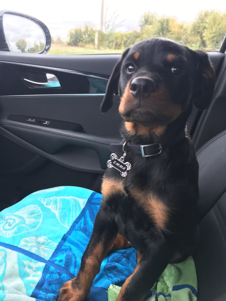 Emma Lou, a Rottweiler tested with EmbarkVet.com