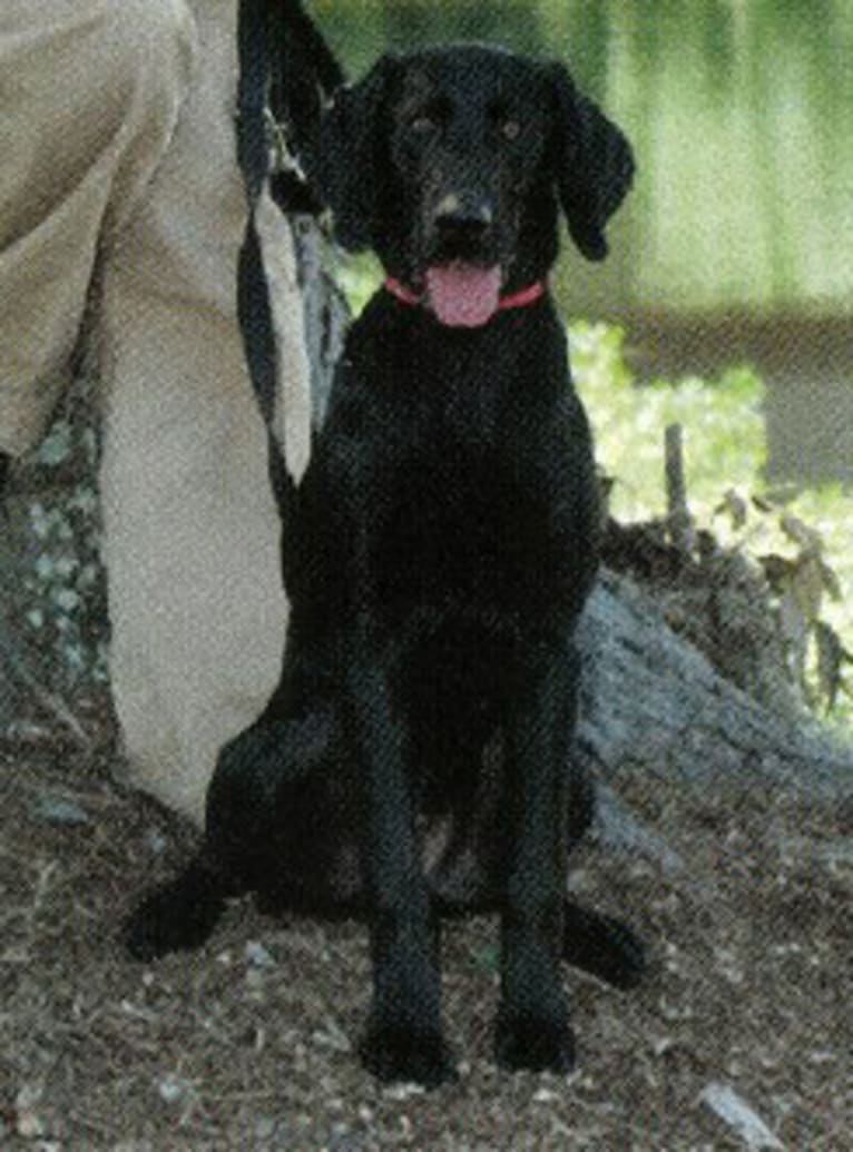 Ebon, a Labrador Retriever tested with EmbarkVet.com