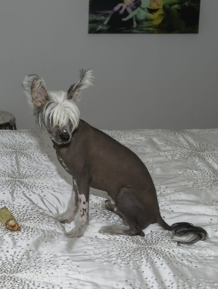 Chilli, a Chinese Crested tested with EmbarkVet.com