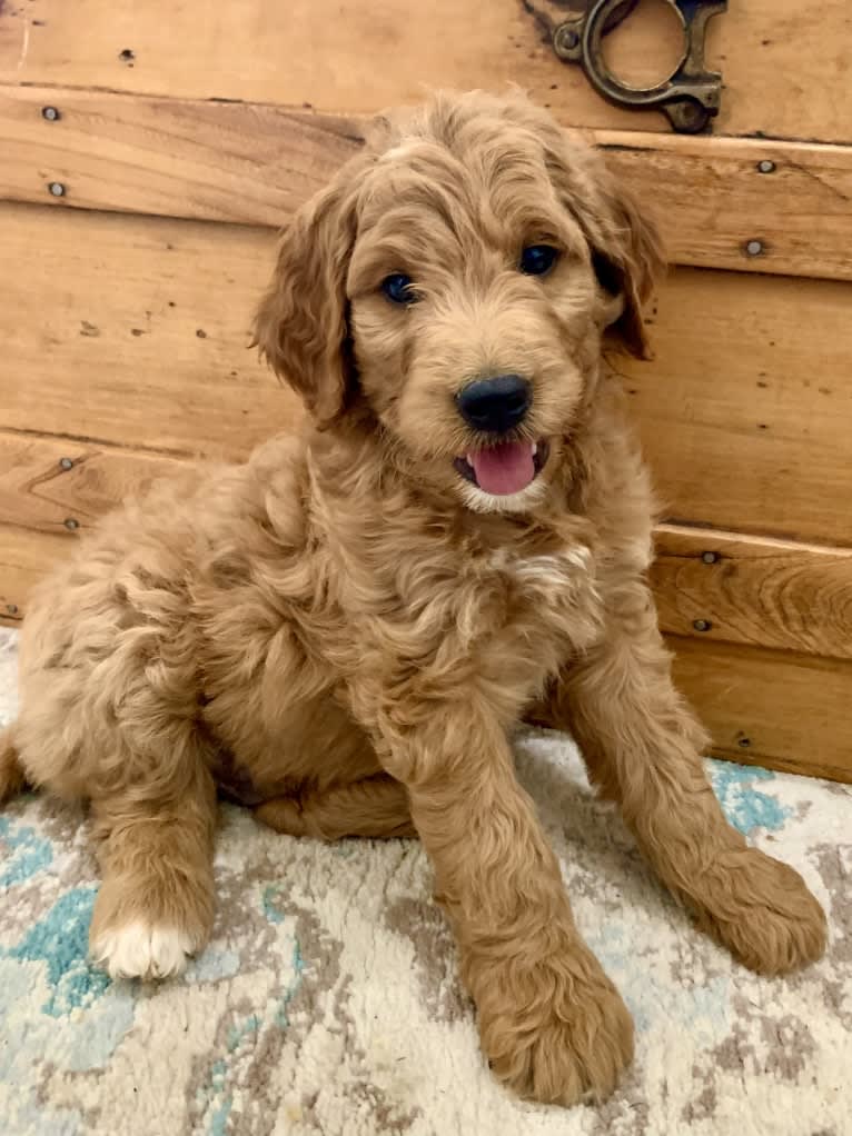 Black Collar, a Goldendoodle tested with EmbarkVet.com