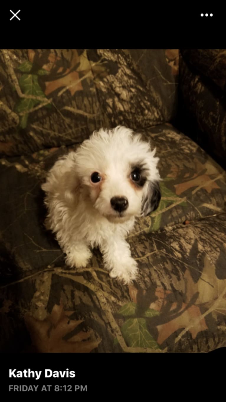 Rocky, a Poodle (Small) tested with EmbarkVet.com