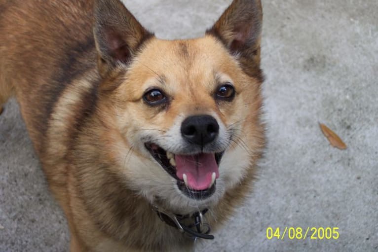 Lassie, a Pomeranian and Rat Terrier mix tested with EmbarkVet.com