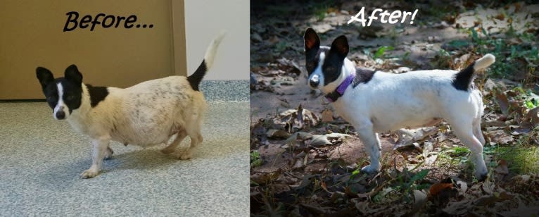 Wookie, a Chihuahua and West Highland White Terrier mix tested with EmbarkVet.com