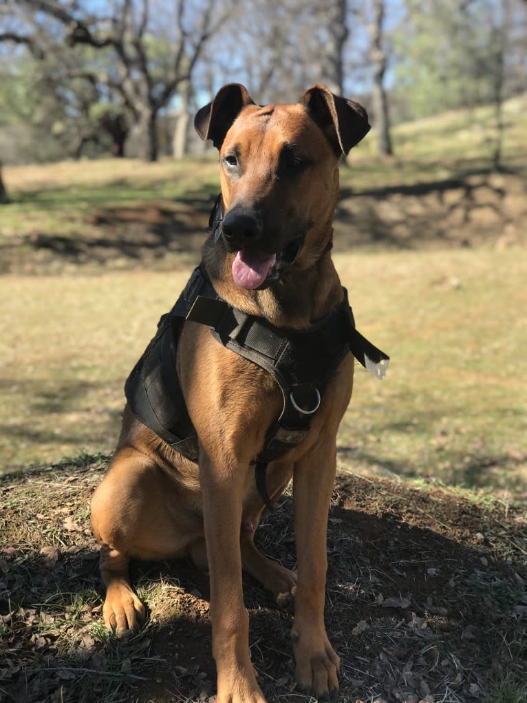 Rocket, a Doberman Pinscher and Belgian Malinois mix tested with EmbarkVet.com