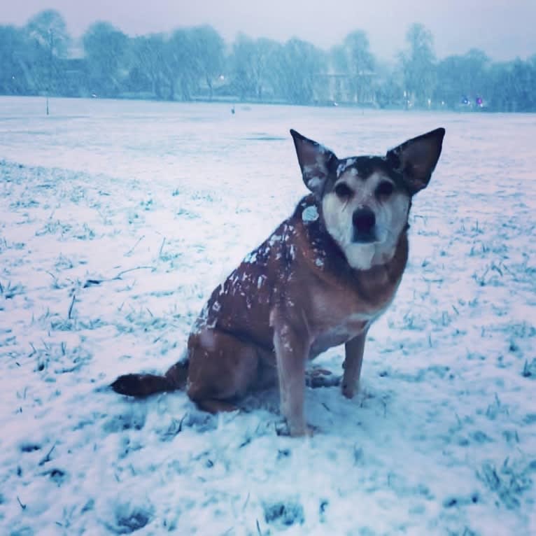 Koda, a Russell-type Terrier and German Shepherd Dog mix tested with EmbarkVet.com