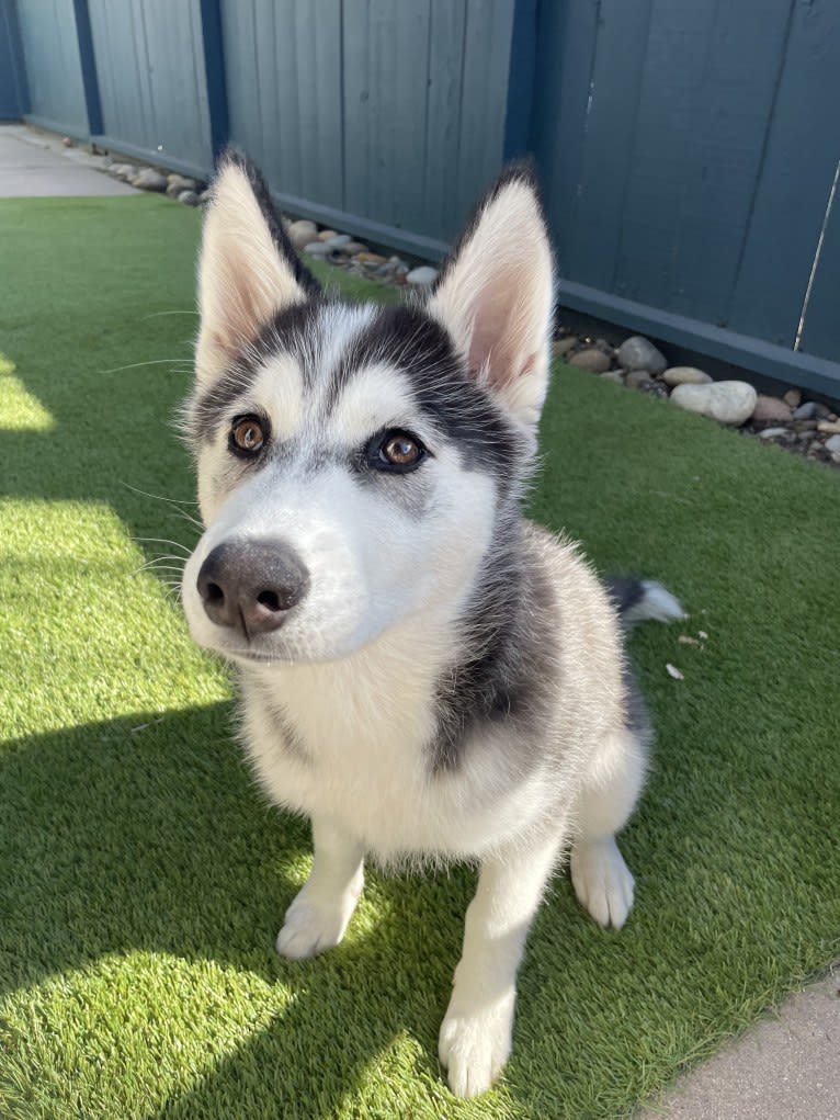 Hazel, a Siberian Husky and German Shepherd Dog mix tested with EmbarkVet.com