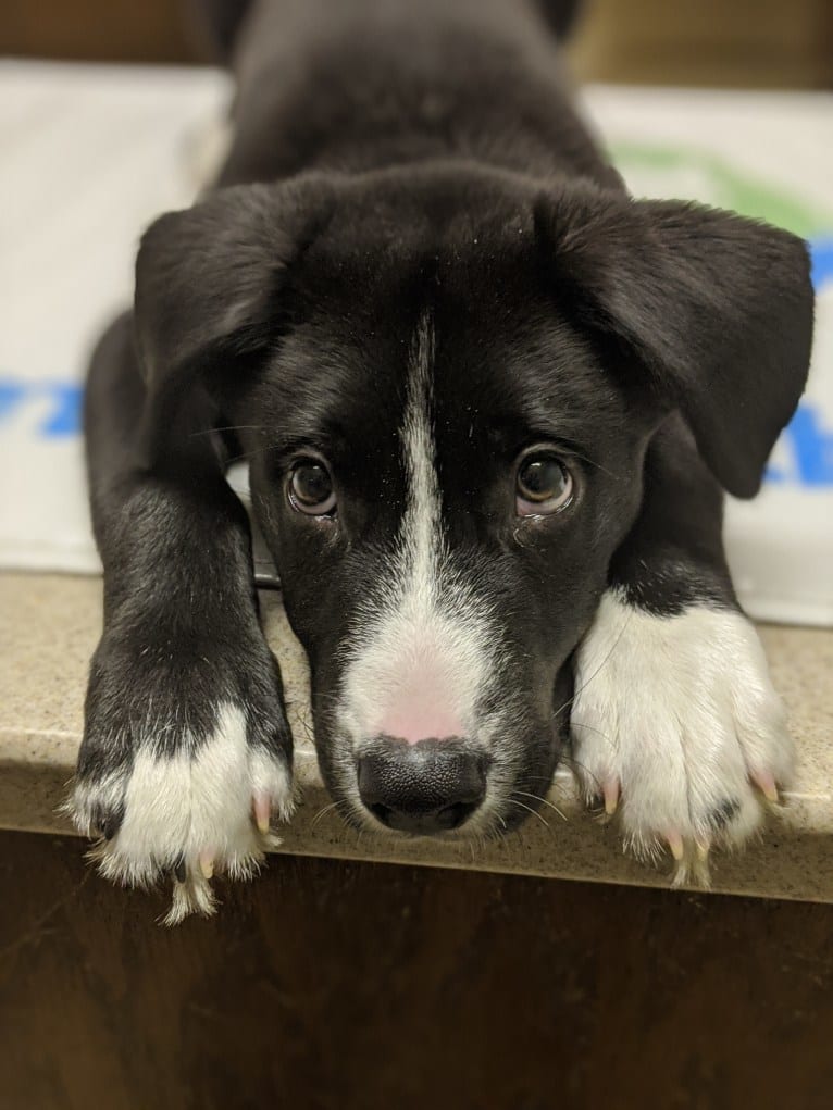 Teddy, a Siberian Husky and American Pit Bull Terrier mix tested with EmbarkVet.com