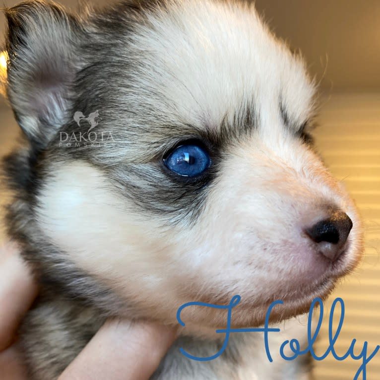 Bella, a Pomsky tested with EmbarkVet.com