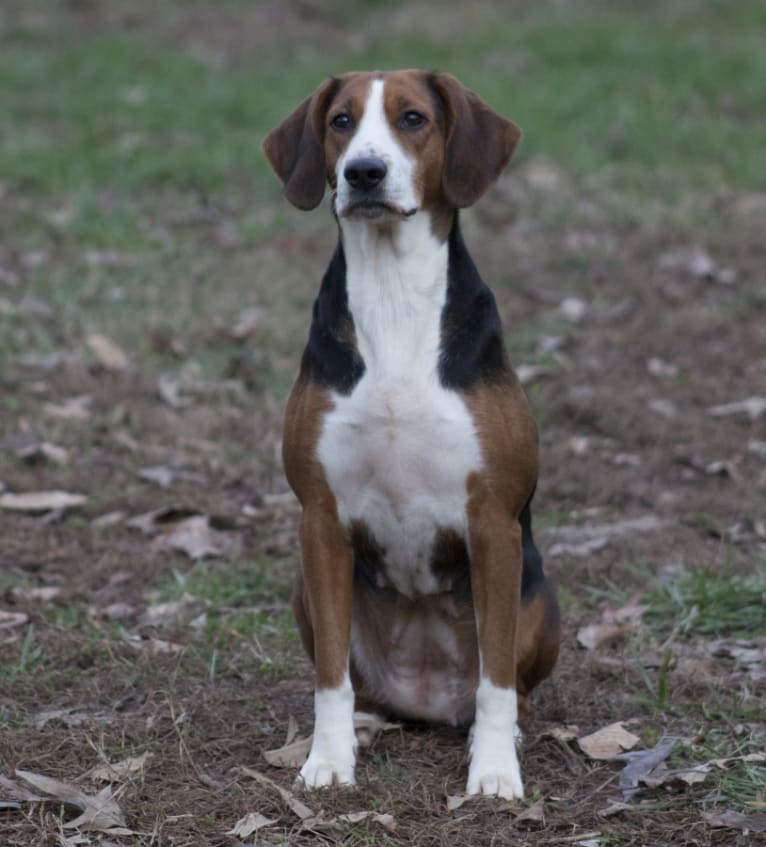 Alice, a Hamiltonstovare tested with EmbarkVet.com