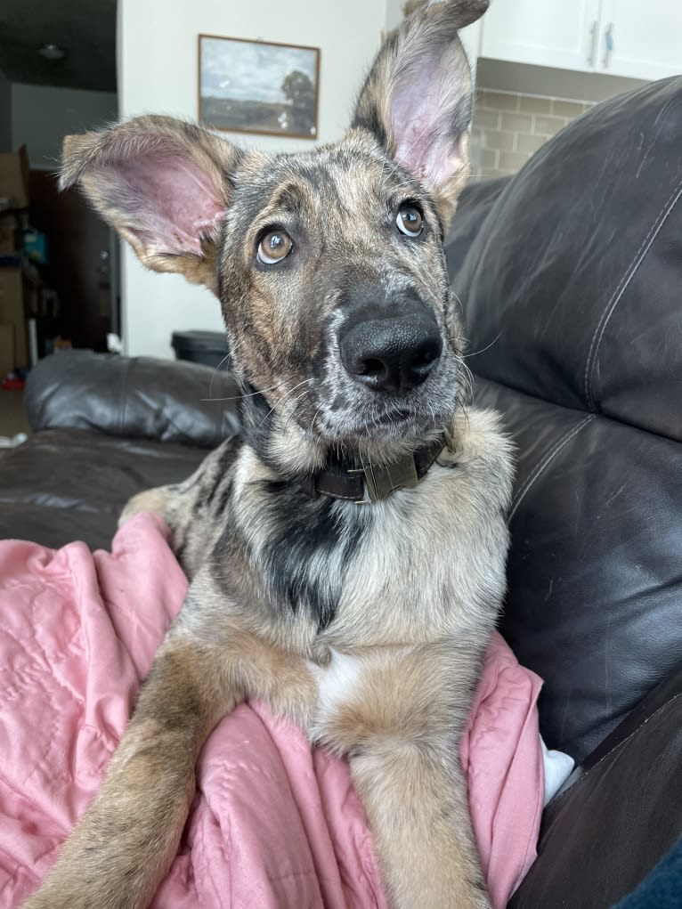 Murphy, a German Shepherd Dog and Labrador Retriever mix tested with EmbarkVet.com