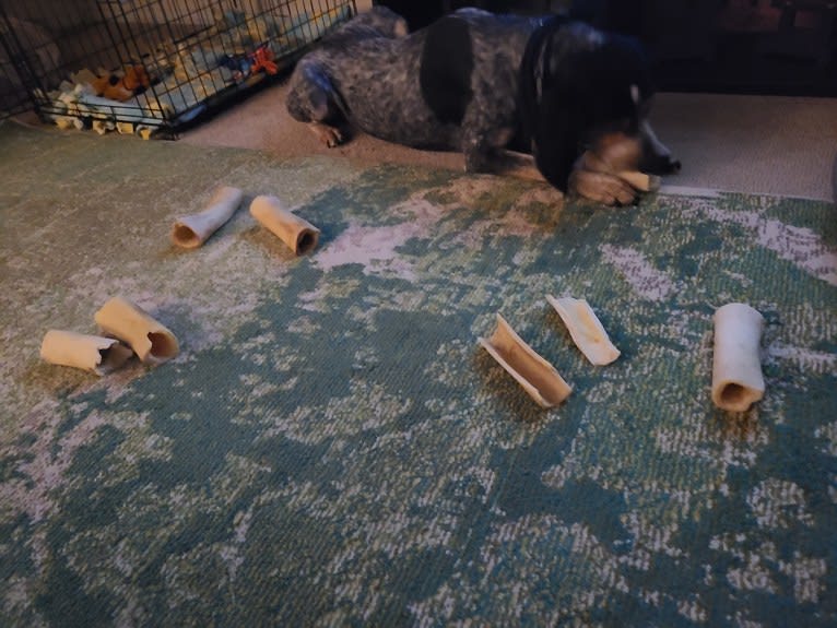 Cletus, a Bluetick Coonhound tested with EmbarkVet.com