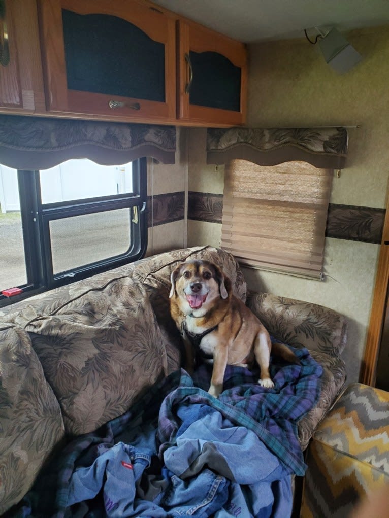 Mario, a Beagle and Norwegian Elkhound mix tested with EmbarkVet.com