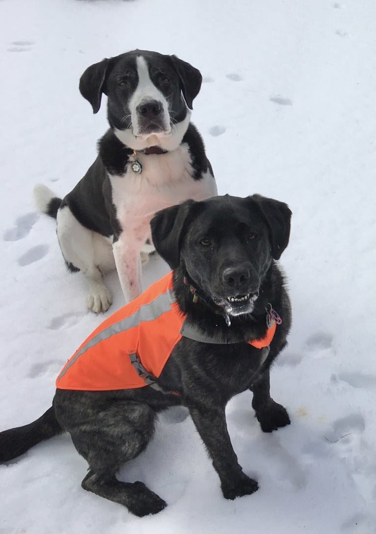 Ula, a Labrador Retriever and Saint Bernard mix tested with EmbarkVet.com