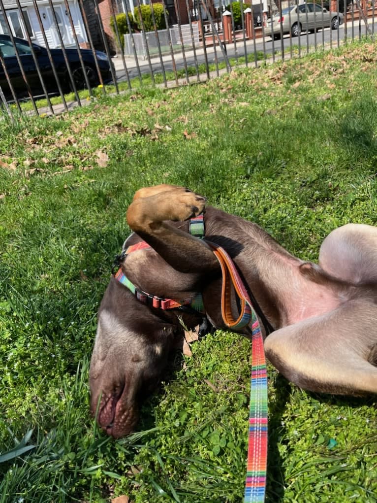 Bustelo, an American Pit Bull Terrier and Australian Cattle Dog mix tested with EmbarkVet.com