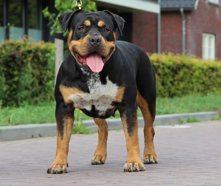 NALA, an American Bully tested with EmbarkVet.com