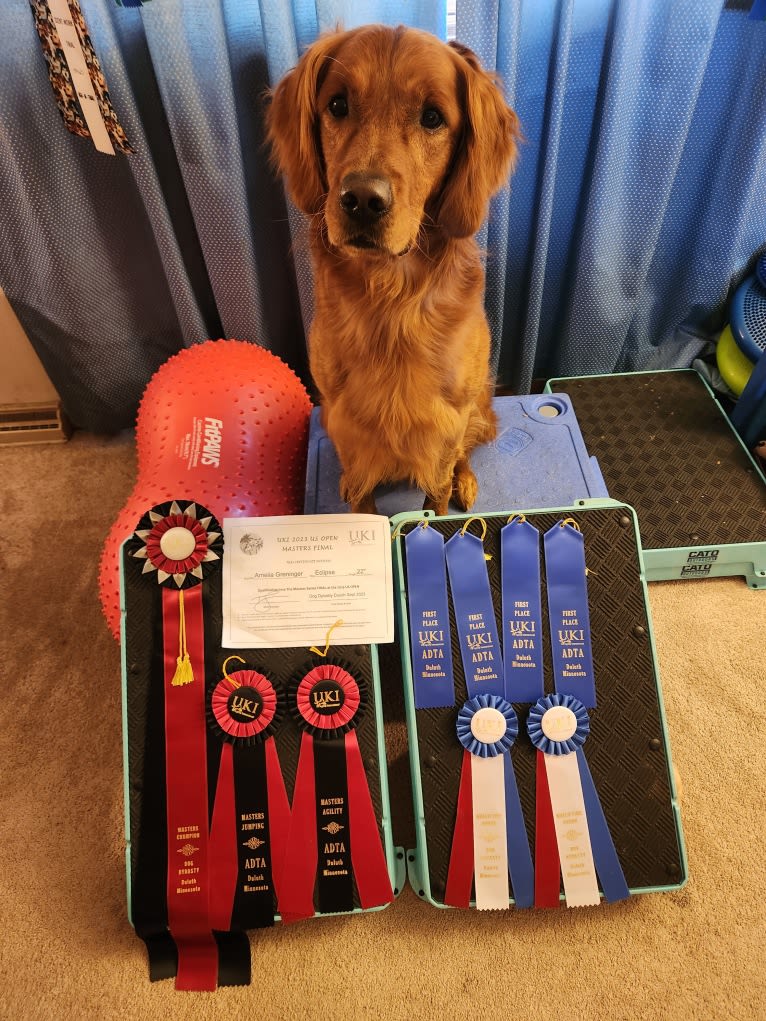 Eclipse, a Golden Retriever tested with EmbarkVet.com