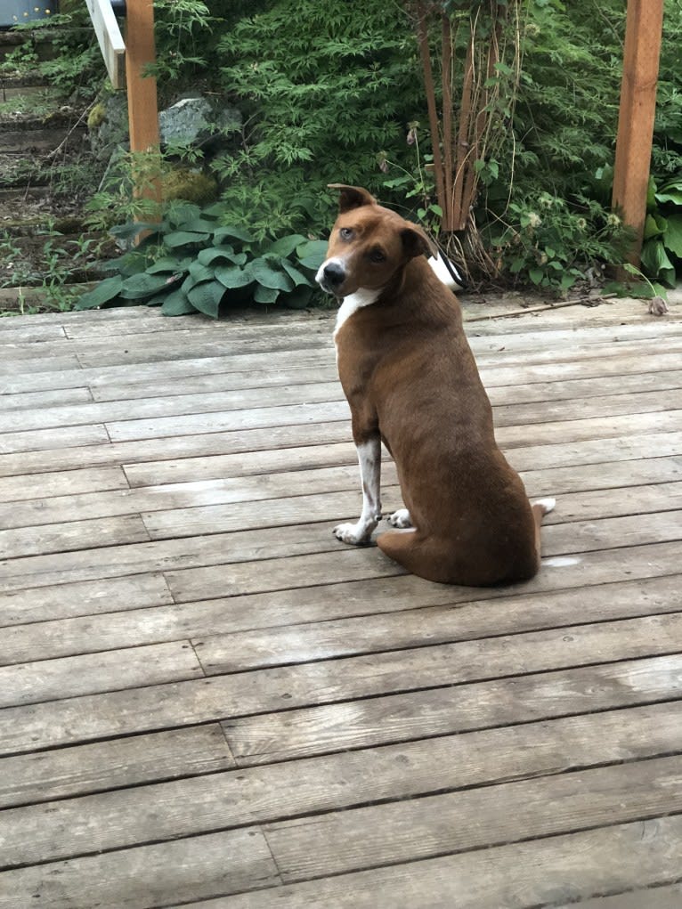 Pete, a Chow Chow and American Pit Bull Terrier mix tested with EmbarkVet.com