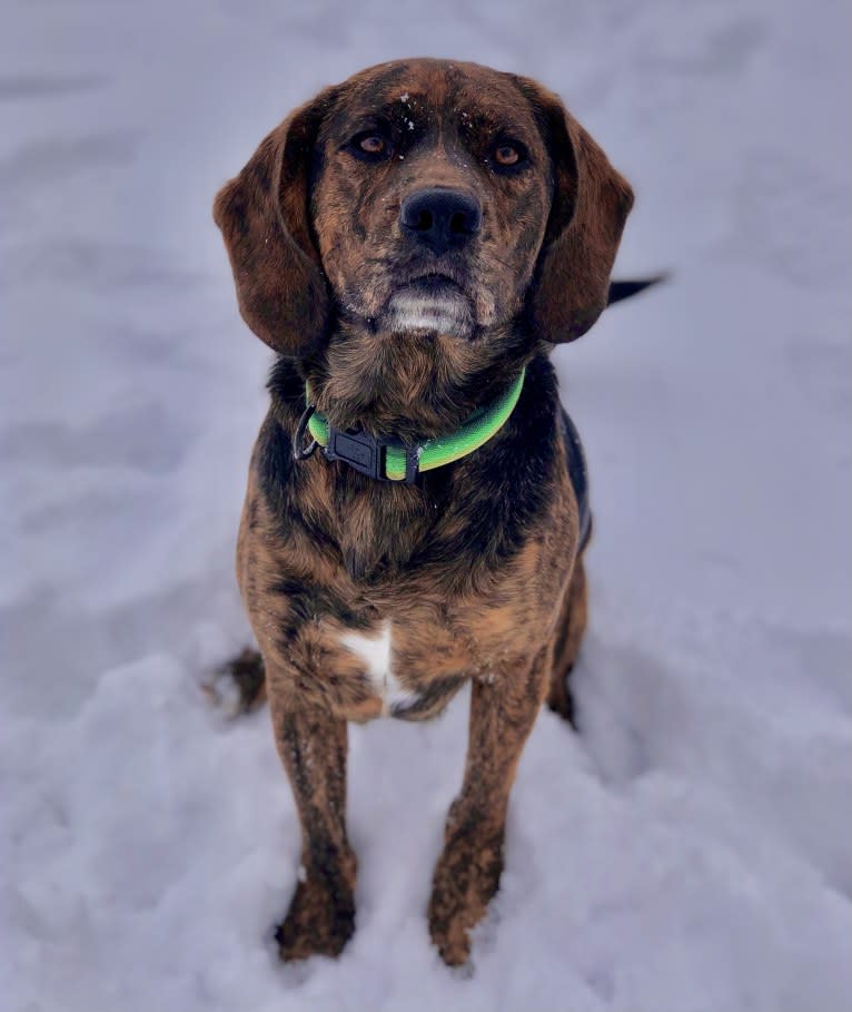 Otis, a Beagle and Golden Retriever mix tested with EmbarkVet.com