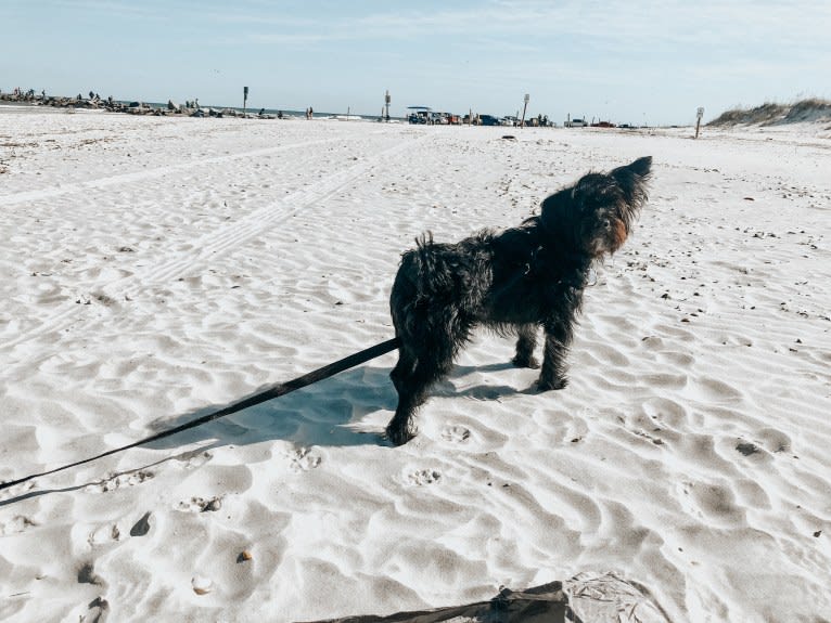 Brody, a Yorkshire Terrier and Poodle (Small) mix tested with EmbarkVet.com