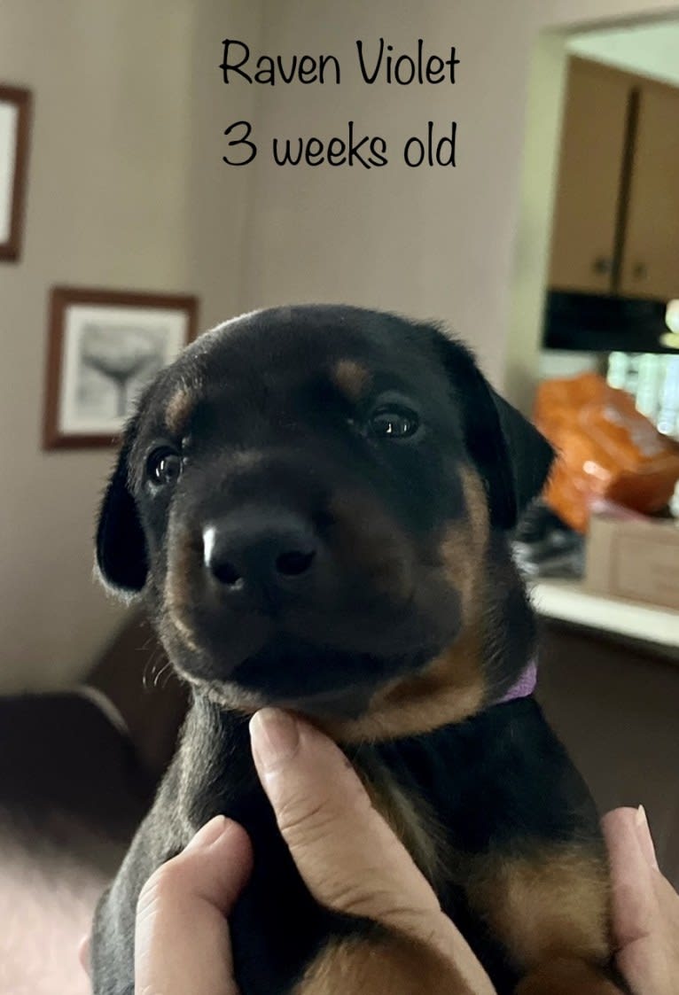 Raven, a Doberman Pinscher tested with EmbarkVet.com