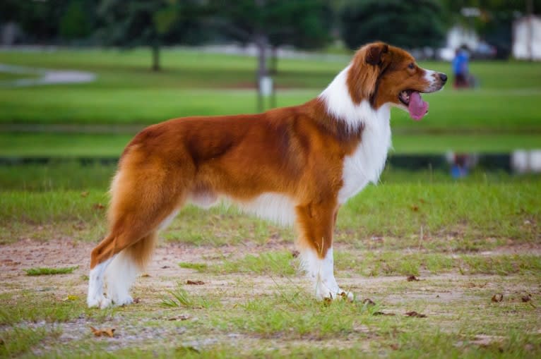 Mac, an English Shepherd tested with EmbarkVet.com