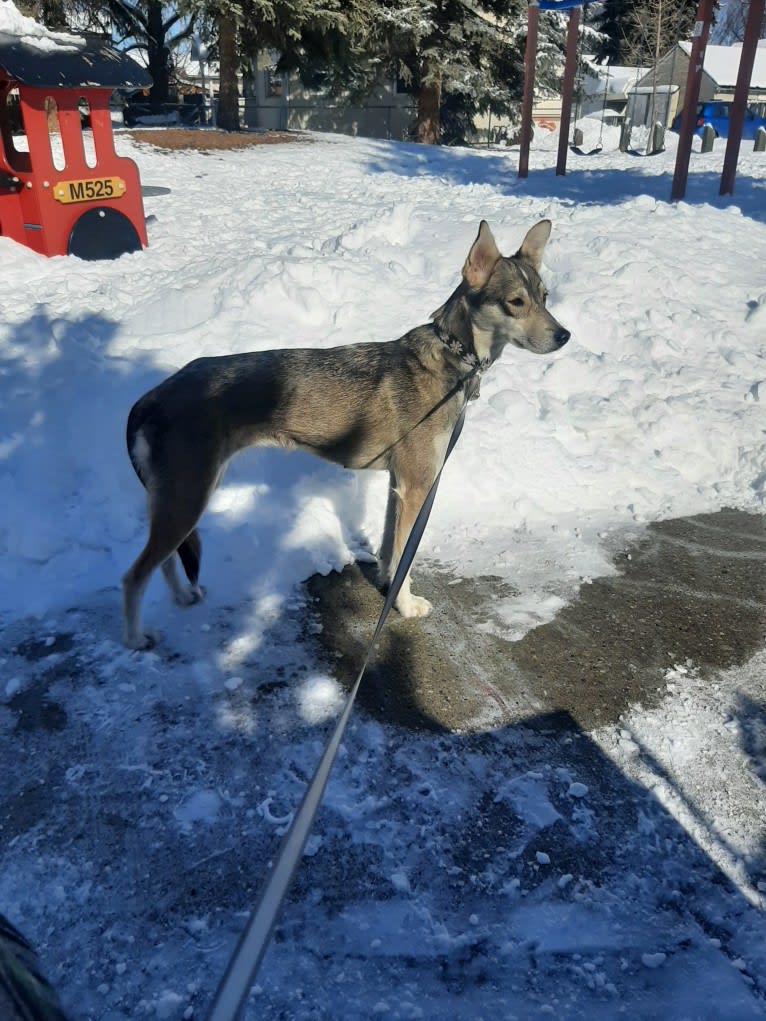Frida, an Alaskan-type Husky tested with EmbarkVet.com