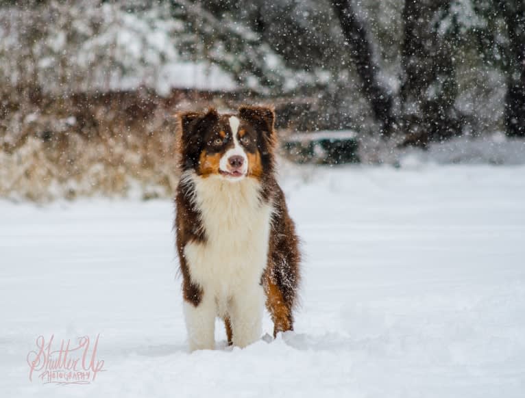 Klutch, an Australian Shepherd tested with EmbarkVet.com