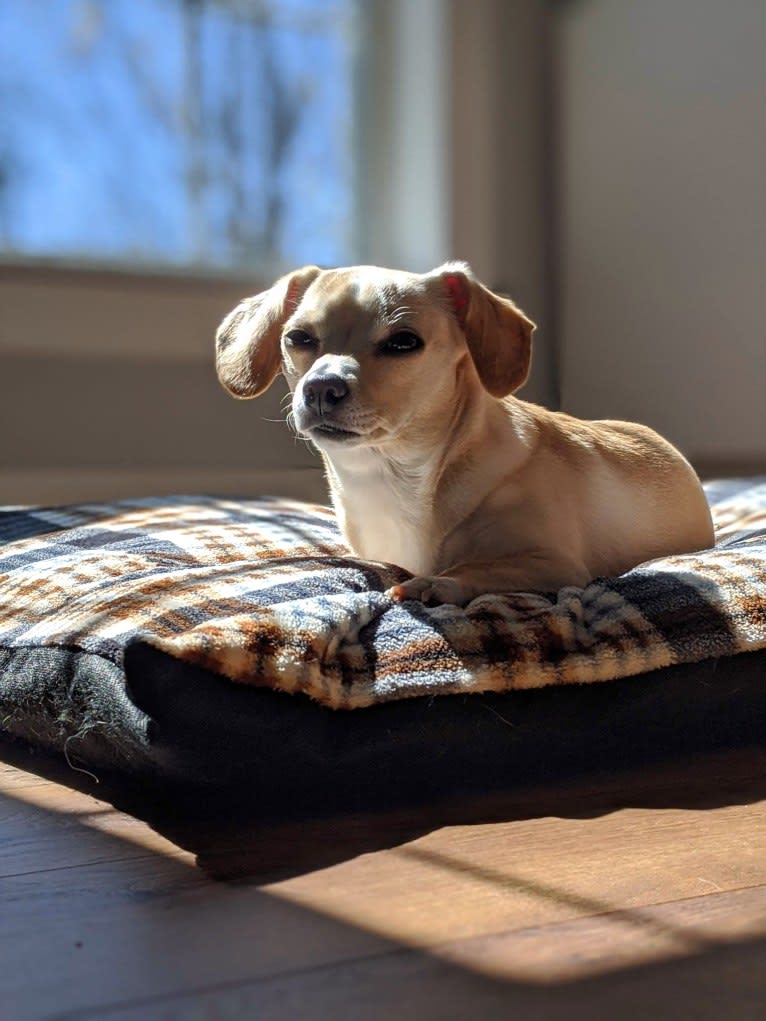 Leia, a Cocker Spaniel and Chihuahua mix tested with EmbarkVet.com