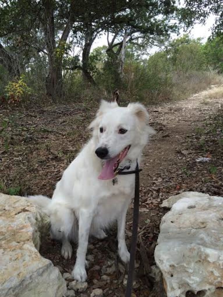 Photo of Moses, a Middle Eastern Village Dog 