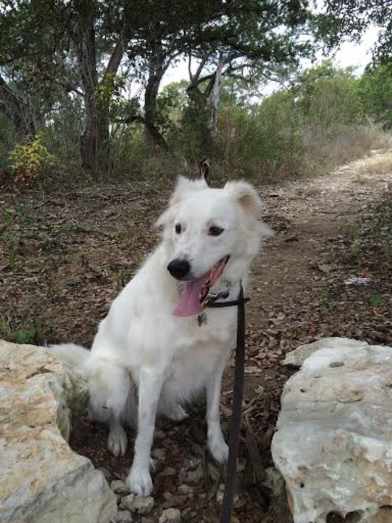 Moses, a Middle Eastern Village Dog tested with EmbarkVet.com