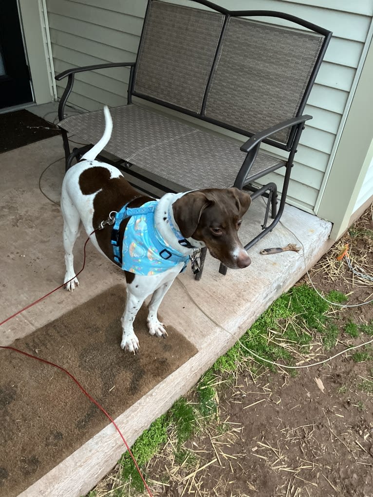 Kiki, a Pointer tested with EmbarkVet.com