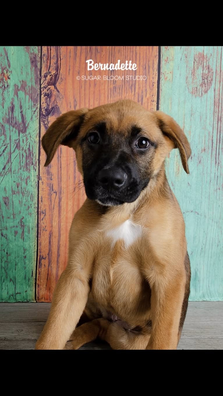 Birdie Roo, a German Shepherd Dog and Boxer mix tested with EmbarkVet.com