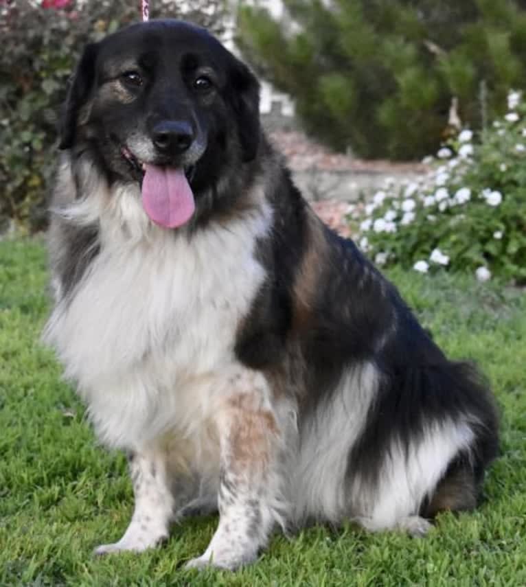 Chloe, a Labrador Retriever and German Shepherd Dog mix tested with EmbarkVet.com