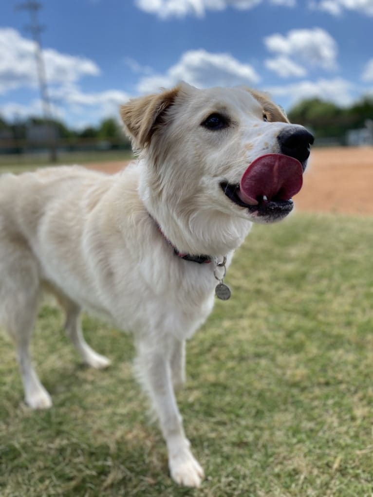 Fenrir, a Border Collie and Great Pyrenees mix tested with EmbarkVet.com