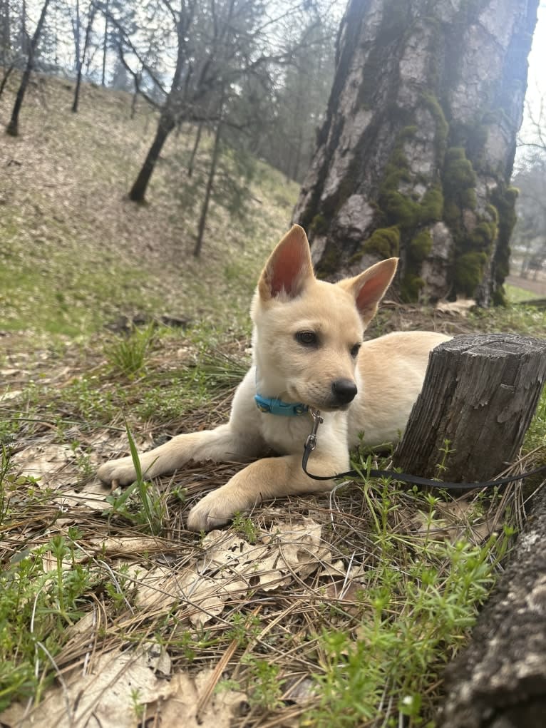 Junie B. Jones, a German Shepherd Dog and Australian Cattle Dog mix tested with EmbarkVet.com