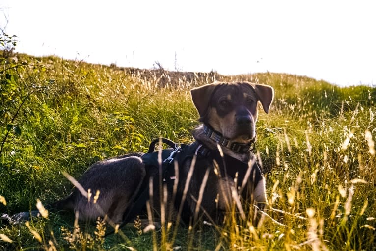 Clover, an Eastern European Village Dog and Chinese Shar-Pei mix tested with EmbarkVet.com