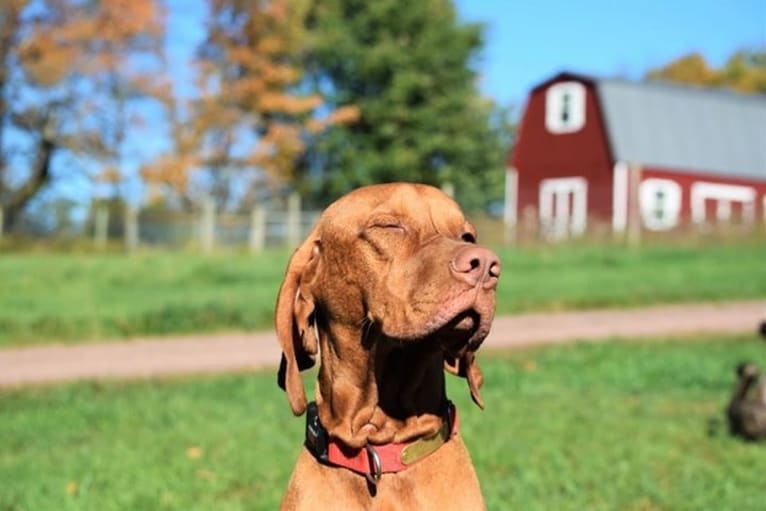 Deacon, a Vizsla tested with EmbarkVet.com