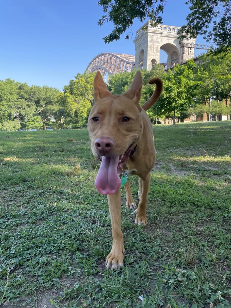 Lavender, an American Pit Bull Terrier and Chow Chow mix tested with EmbarkVet.com