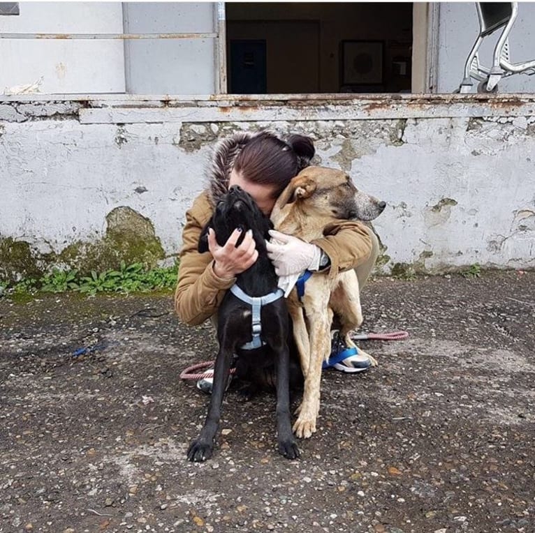 Pepper, an European Village Dog and Dalmatian mix tested with EmbarkVet.com