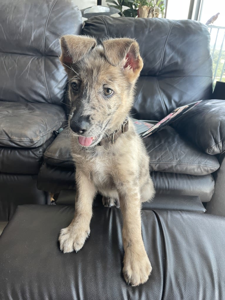 Murphy, a German Shepherd Dog and Labrador Retriever mix tested with EmbarkVet.com