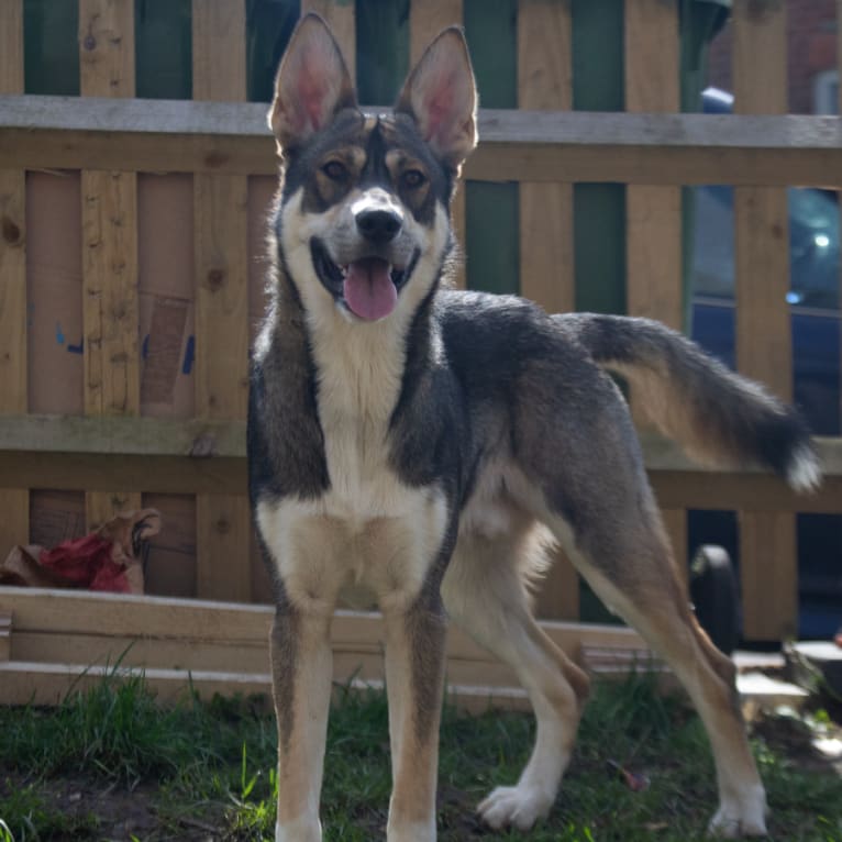 Koda, a German Shepherd Dog and Siberian Husky mix tested with EmbarkVet.com