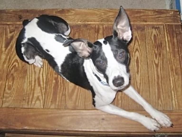 Maddie, an American Pit Bull Terrier and Rat Terrier mix tested with EmbarkVet.com