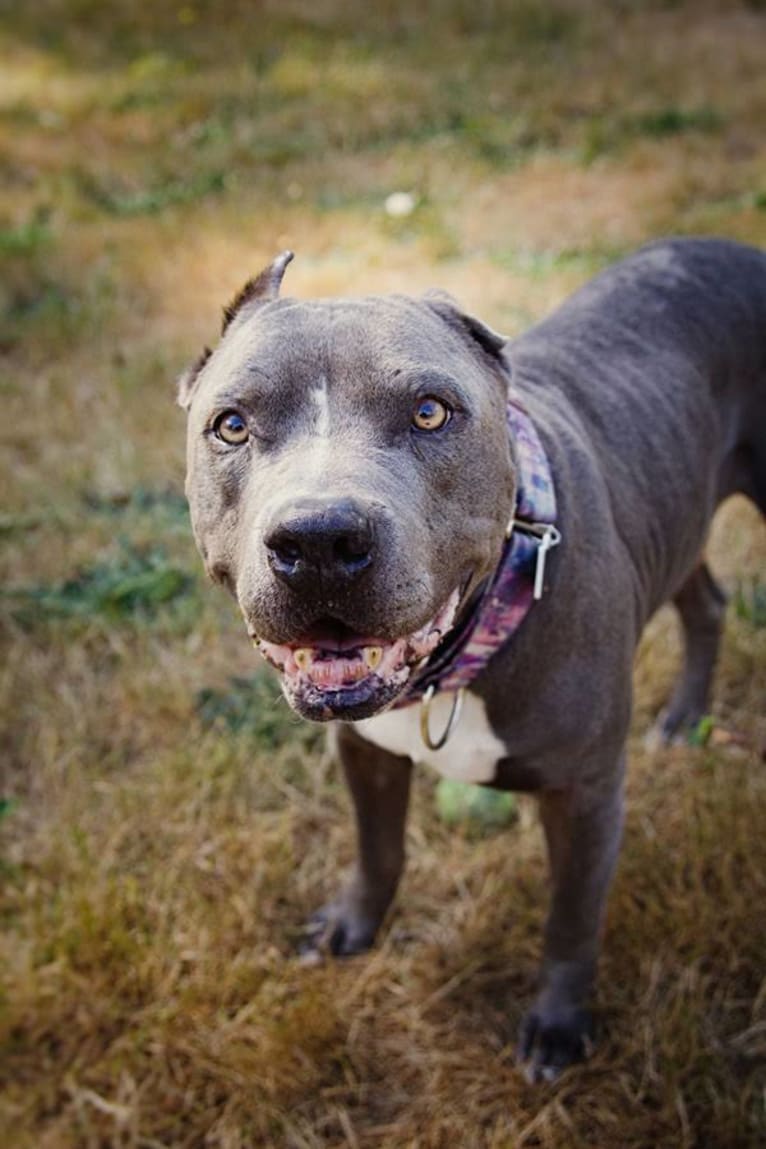 Burt Tyrannosaurus Macklin (Mac), an American Pit Bull Terrier and American Staffordshire Terrier mix tested with EmbarkVet.com