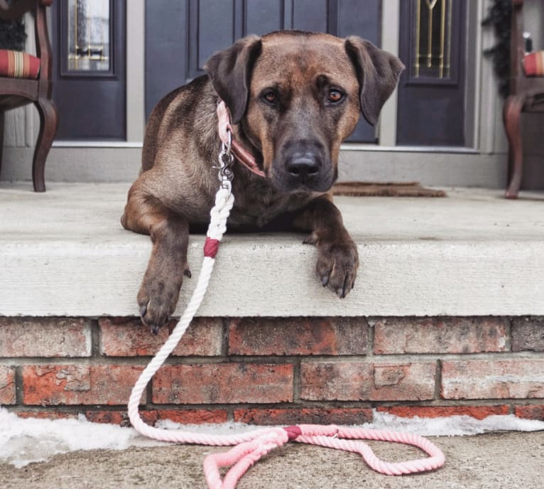 Nokona, an American Pit Bull Terrier and Labrador Retriever mix tested with EmbarkVet.com