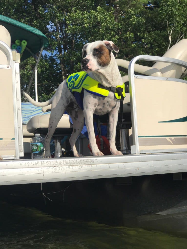 Aubin, an American Bulldog and Brittany mix tested with EmbarkVet.com