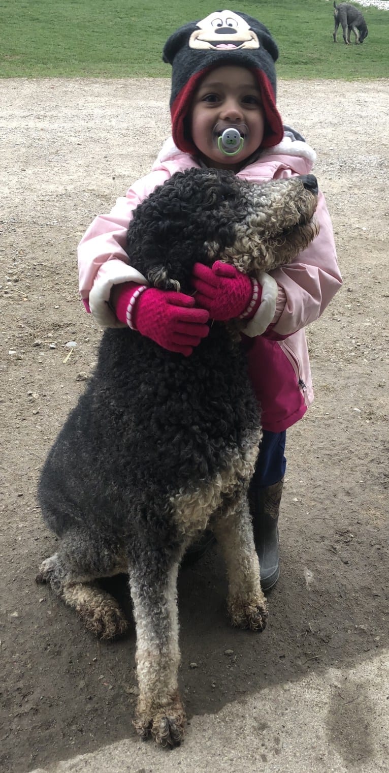 Hank, a Poodle (Standard) tested with EmbarkVet.com